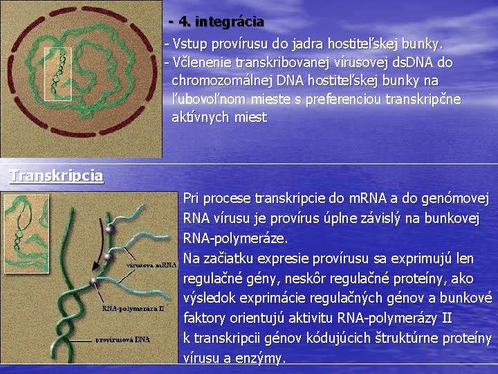  - 4. integrácia - Vstup provírusu do jadra hostiteľskej bunky. - Včlenenie transkribovanej