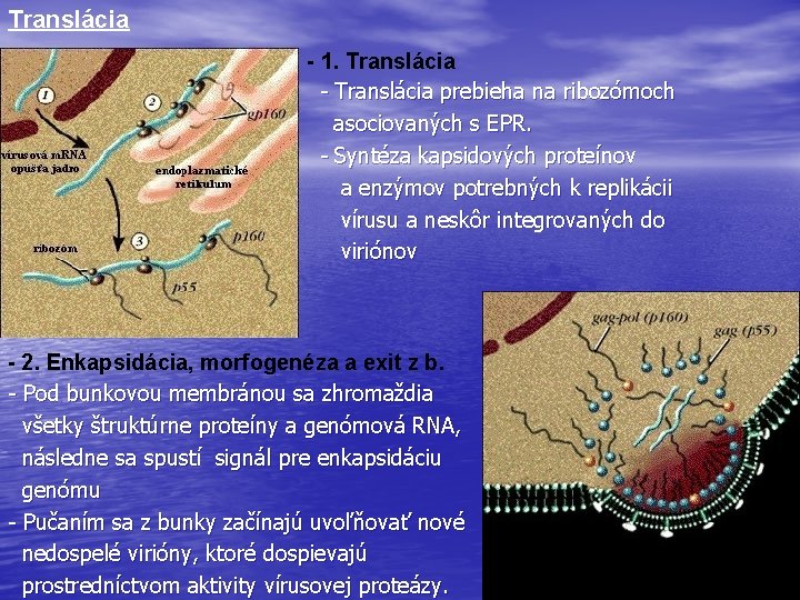 Translácia - 1. Translácia - Translácia prebieha na ribozómoch asociovaných s EPR. - Syntéza