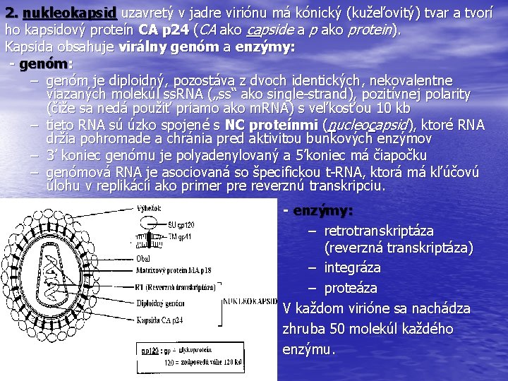 2. nukleokapsid uzavretý v jadre viriónu má kónický (kužeľovitý) tvar a tvorí ho kapsidový