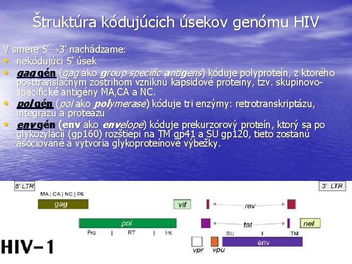 Štruktúra kódujúcich úsekov genómu HIV V smere 5’→ 3’ nachádzame: • nekódujúci 5’ úsek