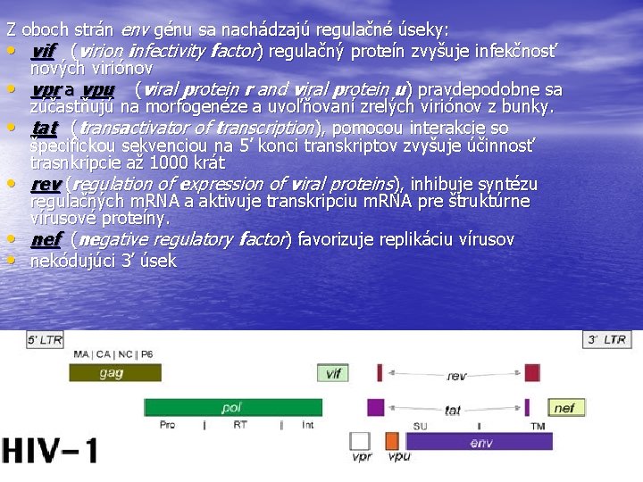 Z oboch strán env génu sa nachádzajú regulačné úseky: • vif (virion infectivity factor)