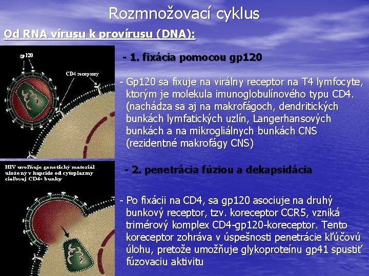 Rozmnožovací cyklus Od RNA vírusu k provírusu (DNA): - 1. fixácia pomocou gp 120