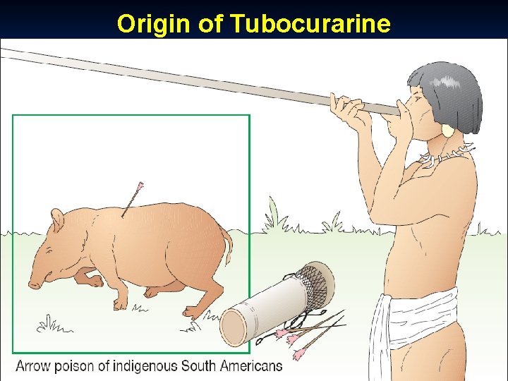 Origin of Tubocurarine 
