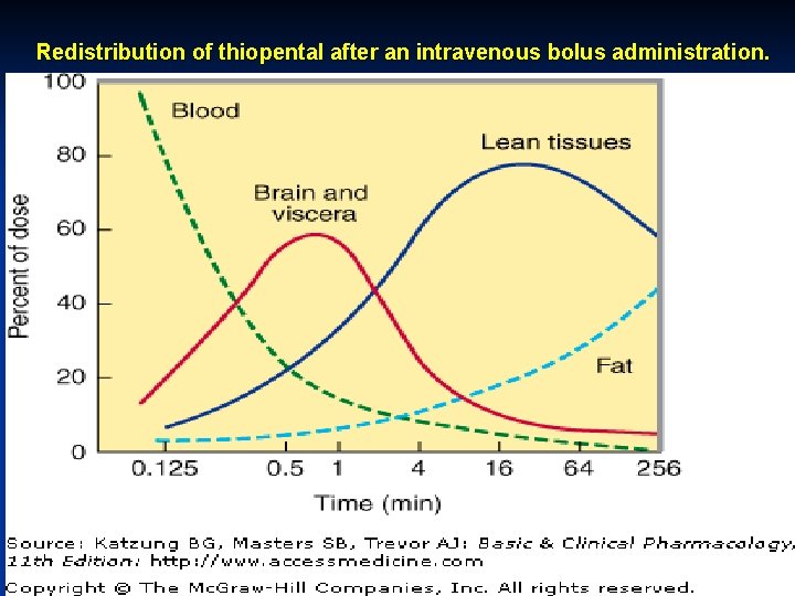  Redistribution of thiopental after an intravenous bolus administration. 