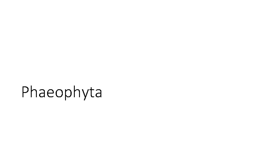 Phaeophyta 
