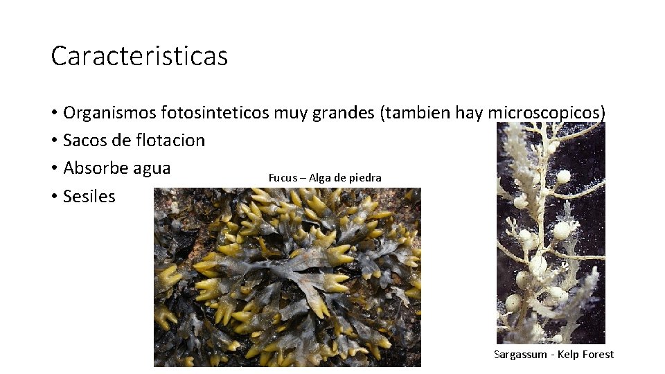 Caracteristicas • Organismos fotosinteticos muy grandes (tambien hay microscopicos) • Sacos de flotacion •