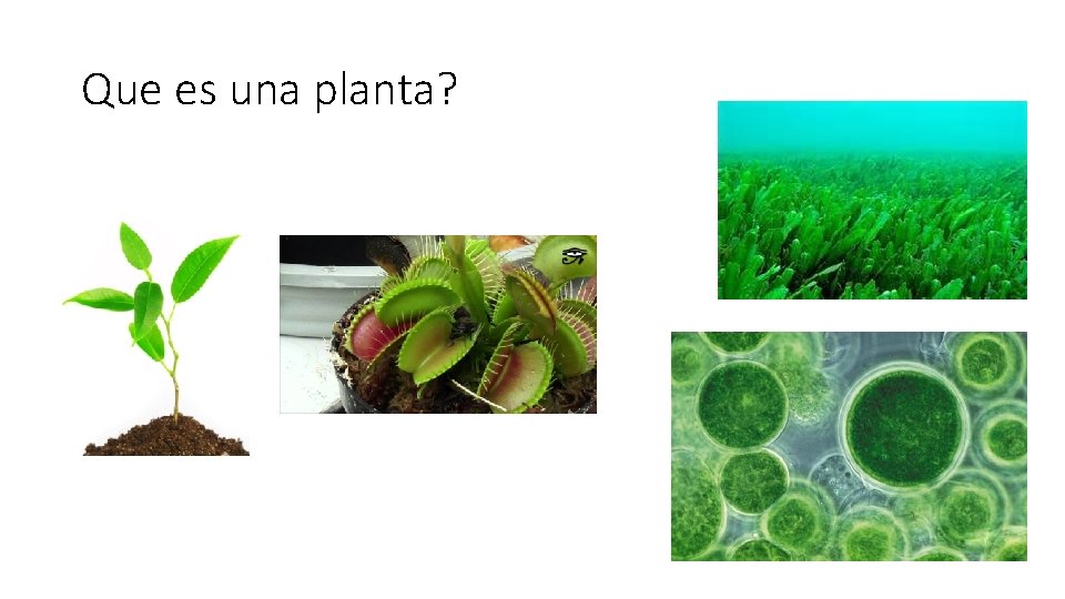 Que es una planta? 