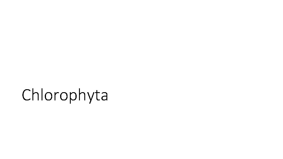 Chlorophyta 