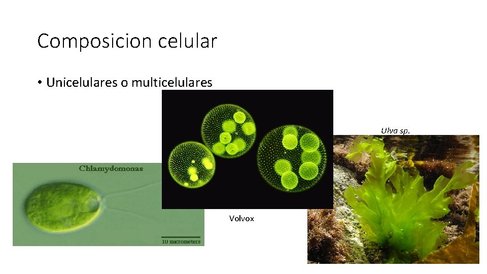 Composicion celular • Unicelulares o multicelulares Ulva sp. Volvox 