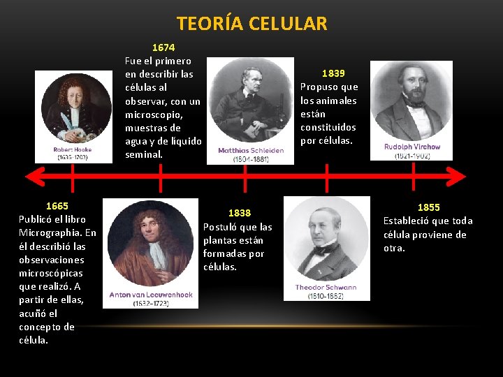 TEORÍA CELULAR 1674 Fue el primero en describir las células al observar, con un