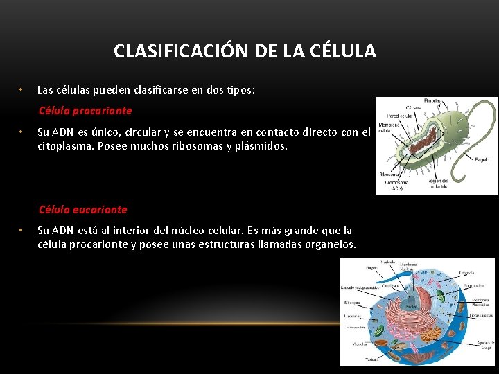 CLASIFICACIÓN DE LA CÉLULA • Las células pueden clasificarse en dos tipos: Célula procarionte