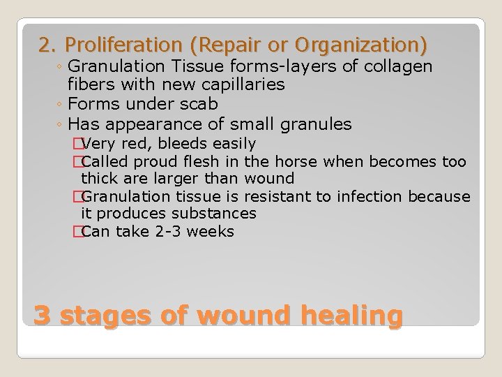 2. Proliferation (Repair or Organization) ◦ Granulation Tissue forms-layers of collagen fibers with new