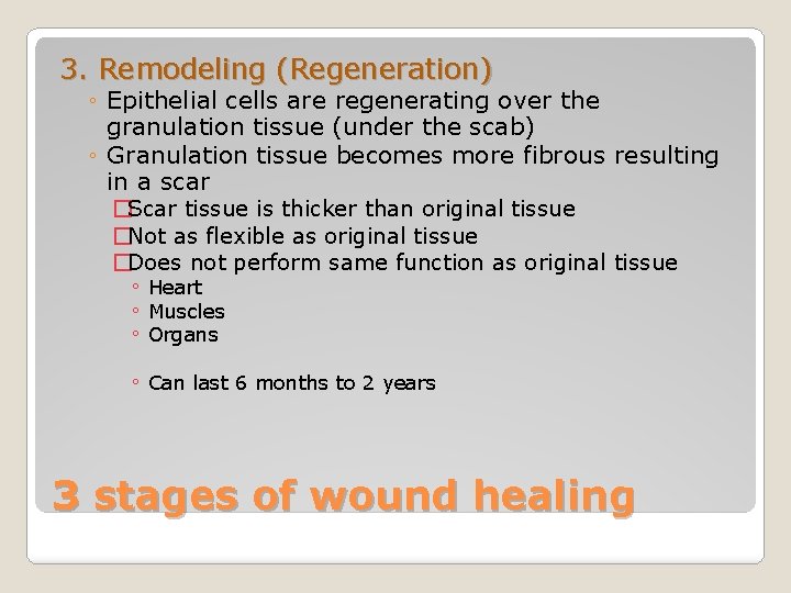 3. Remodeling (Regeneration) ◦ Epithelial cells are regenerating over the granulation tissue (under the