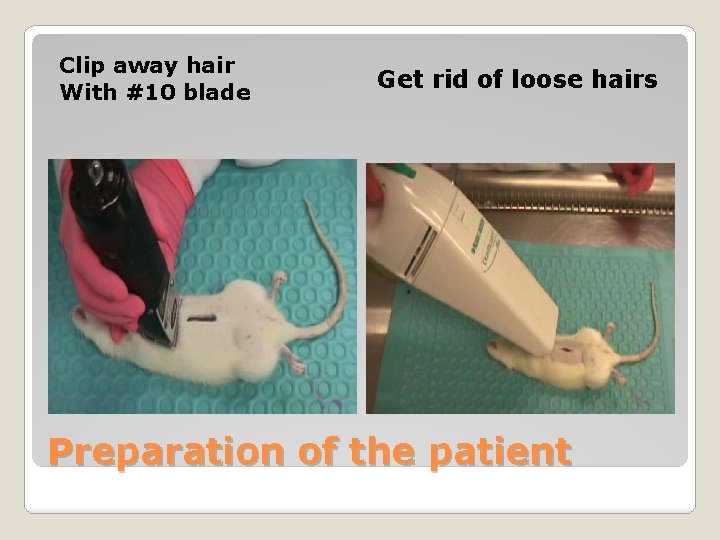 Clip away hair With #10 blade Get rid of loose hairs Preparation of the