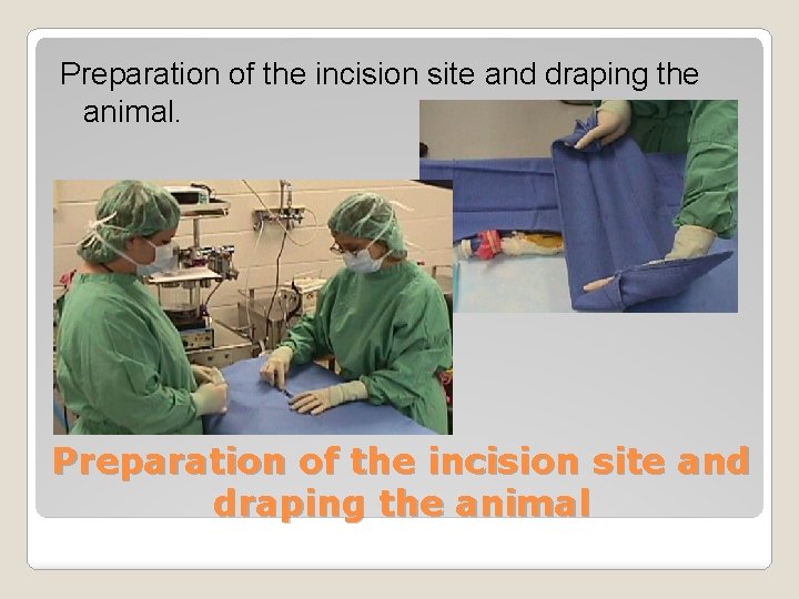 Preparation of the incision site and draping the animal. Preparation of the incision site