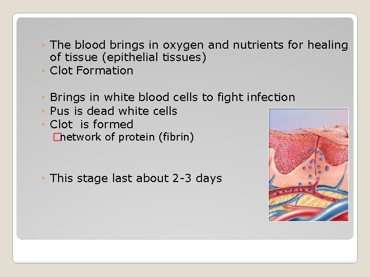 ◦ The blood brings in oxygen and nutrients for healing of tissue (epithelial tissues)
