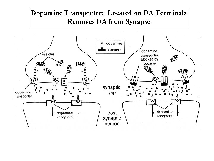 Dopamine Transporter: Located on DA Terminals Removes DA from Synapse 