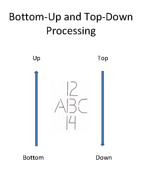 Bottom-Up and Top-Down Processing Up Bottom Top Down 