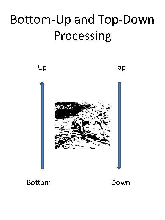 Bottom-Up and Top-Down Processing Up Bottom Top Down 