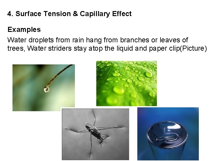 4. Surface Tension & Capillary Effect Examples Water droplets from rain hang from branches