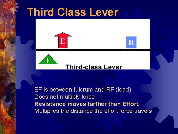 Third Class Lever EF is between fulcrum and RF (load) Does not multiply force
