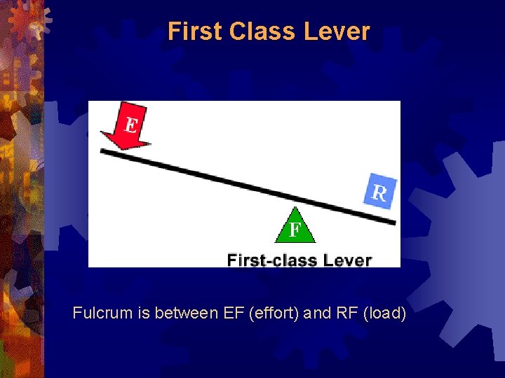 First Class Lever Fulcrum is between EF (effort) and RF (load) 