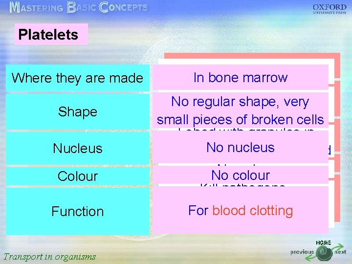 Platelets 按一下以編輯母片標題樣式 Where they are made • • • In. Inred bone marrow In