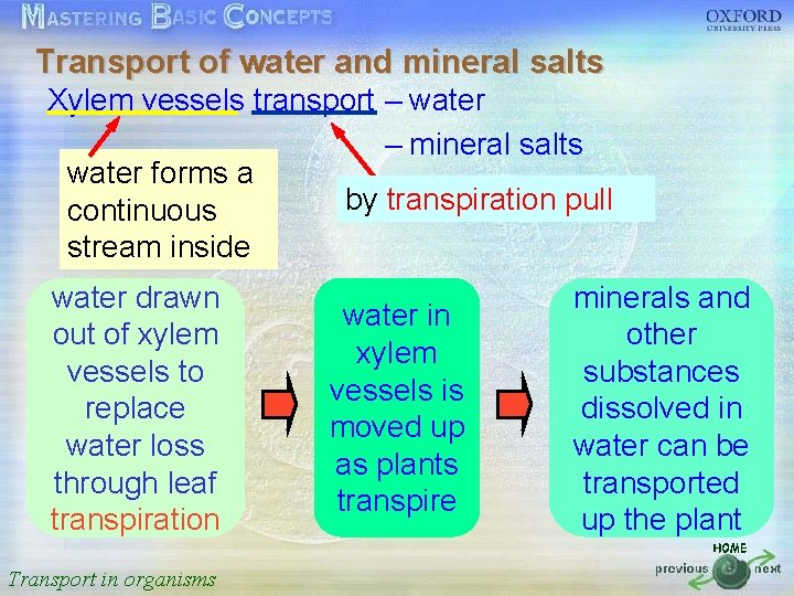 Transport of water and mineral salts Xylem vessels transport – water 按一下以編輯母片標題樣式 – mineral
