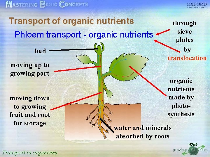Transport of organic nutrients through sieve plates by translocation 按一下以編輯母片標題樣式 Phloem transport - organic