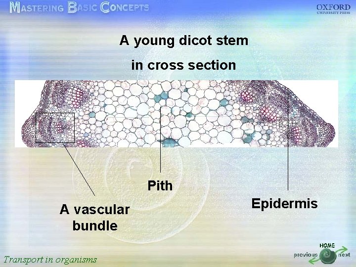 A young dicot stem 按一下以編輯母片標題樣式 in cross section • • • 按一下以編輯母片文字樣式 第二層 第三層
