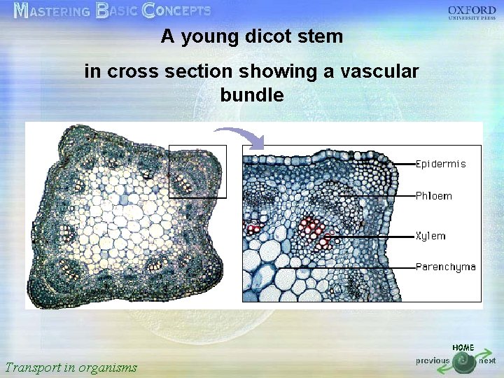 A young dicot stem 按一下以編輯母片標題樣式 in cross section showing a vascular bundle • •