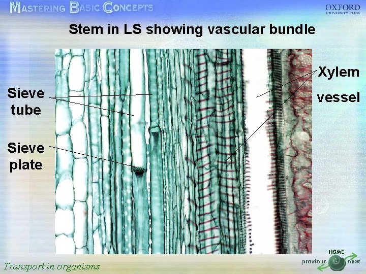 Stem in LS showing vascular bundle 按一下以編輯母片標題樣式 Xylem • 按一下以編輯母片文字樣式 Sieve tube • 第二層
