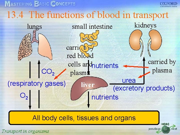 13. 4 The functions of blood in transport 按一下以編輯母片標題樣式 kidneys lungs small intestine •