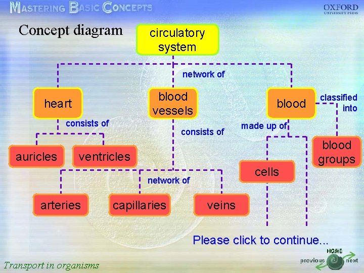 Concept diagram circulatory system 按一下以編輯母片標題樣式 network of • 按一下以編輯母片文字樣式 blood heart blood vessels •