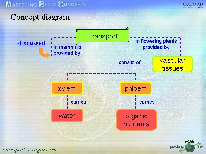 Concept diagram 按一下以編輯母片標題樣式 discussed • • • Transport in mammals provided by in flowering