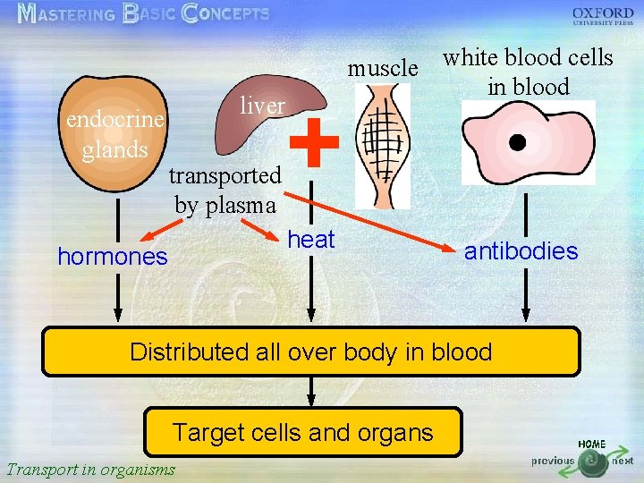 muscle white blood cells in blood 按一下以編輯母片標題樣式 liver endocrine glands • 按一下以編輯母片文字樣式 transported •