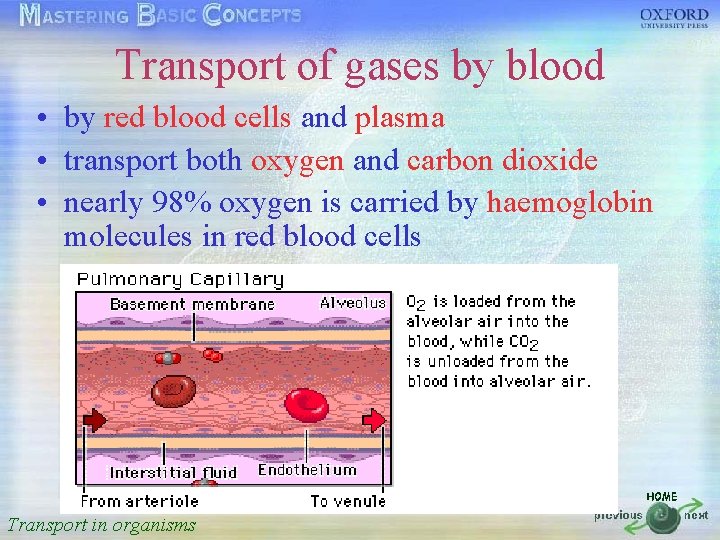 Transport of gases by blood 按一下以編輯母片標題樣式 by red blood cells and plasma • •