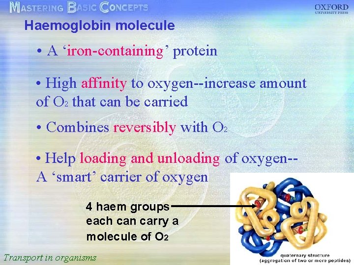 Haemoglobin molecule 按一下以編輯母片標題樣式 • A ‘iron-containing’ protein High affinity to oxygen--increase amount • •