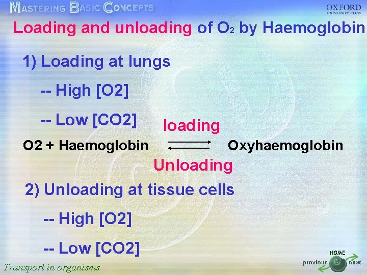 Loading and unloading of O 2 by Haemoglobin 按一下以編輯母片標題樣式 1) Loading at lungs High