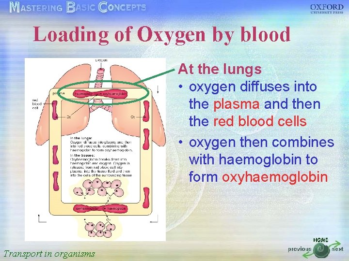 Loading of Oxygen by blood 按一下以編輯母片標題樣式 • • • At the lungs • oxygen