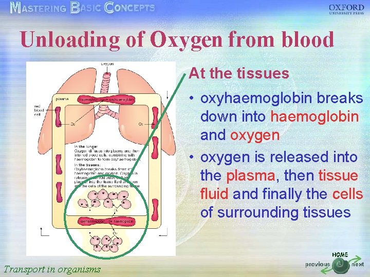 Unloading of Oxygen from blood 按一下以編輯母片標題樣式 At the tissues • • • 按一下以編輯母片文字樣式 •