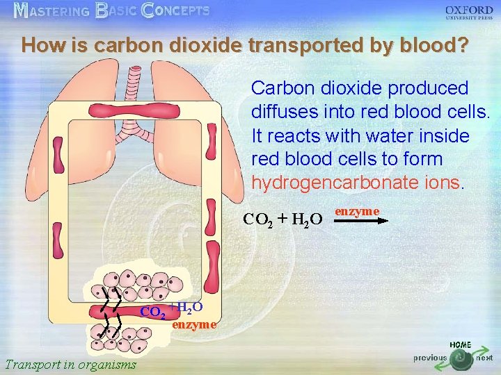 How is carbon dioxide transported by blood? 按一下以編輯母片標題樣式 Carbon dioxide produced diffuses into red