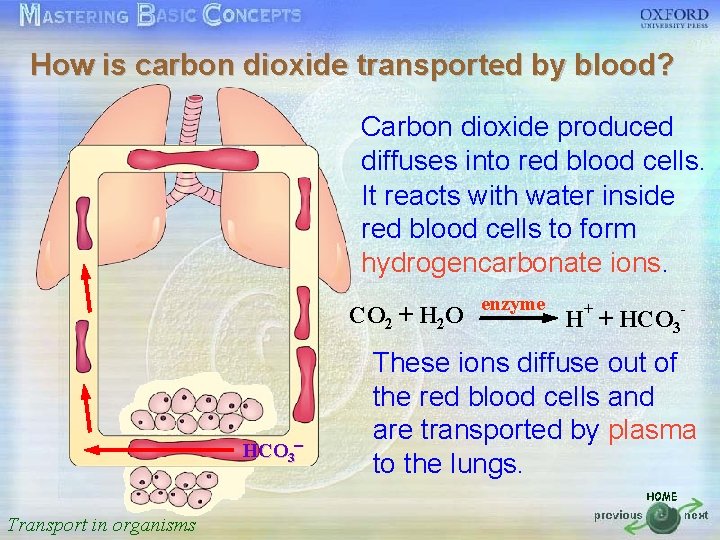 How is carbon dioxide transported by blood? 按一下以編輯母片標題樣式 Carbon dioxide produced diffuses into red