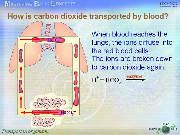 How is carbon dioxide transported by blood? 按一下以編輯母片標題樣式 When blood reaches the HCO 3