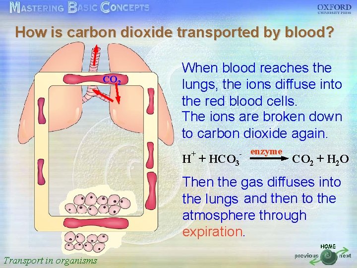 How is carbon dioxide transported by blood? 按一下以編輯母片標題樣式 When blood reaches the CO 2