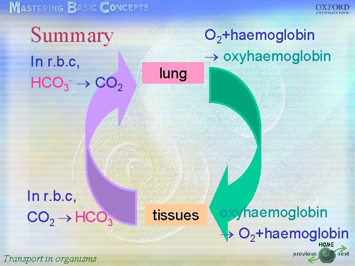 O 2+haemoglobin Summary 按一下以編輯母片標題樣式 oxyhaemoglobin In r. b. c, lung 3 CO 2 •