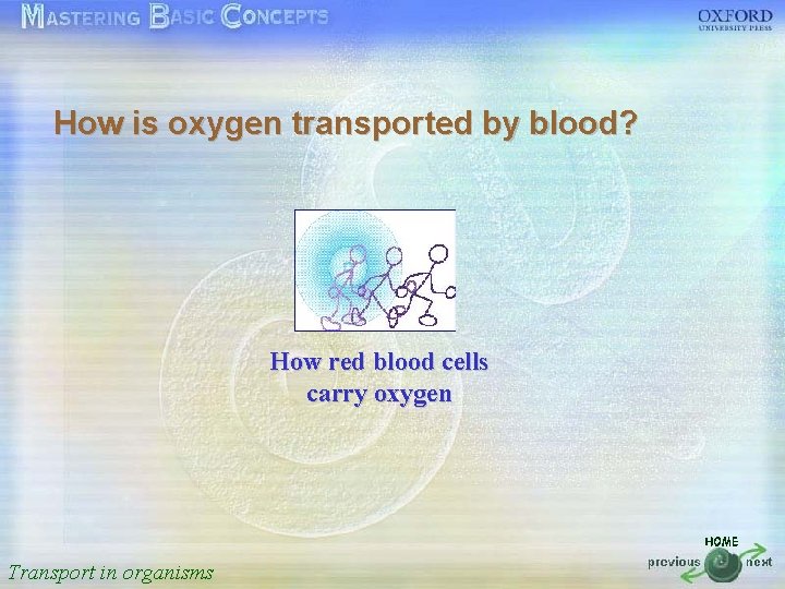 按一下以編輯母片標題樣式 How is oxygen transported by blood? • • • 按一下以編輯母片文字樣式 第二層 第三層 第四層