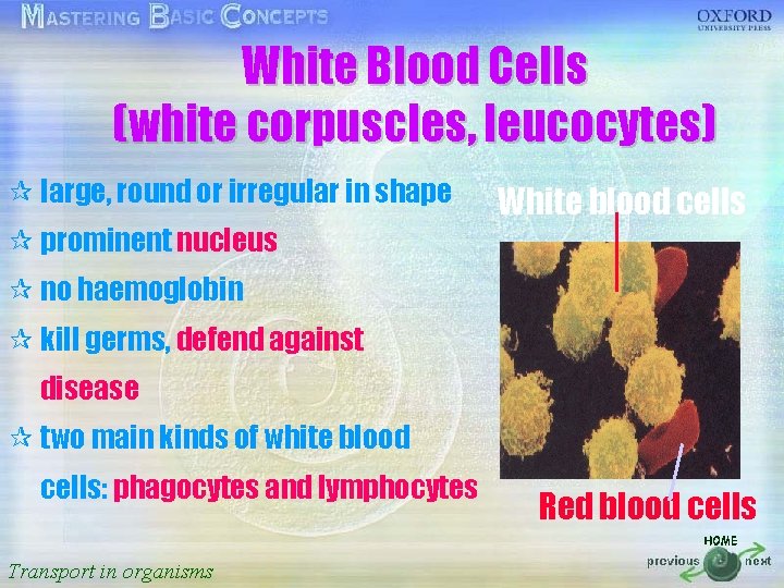 White Blood Cells 按一下以編輯母片標題樣式 (white corpuscles, leucocytes) ¶ large, round or irregular in shape