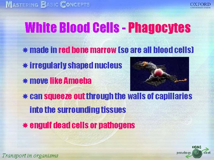 按一下以編輯母片標題樣式 White Blood Cells - Phagocytes made in red bone marrow (so are all