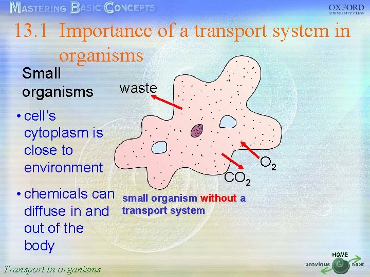 13. 1 Importance of a transport system in 按一下以編輯母片標題樣式 organisms Small waste organisms •